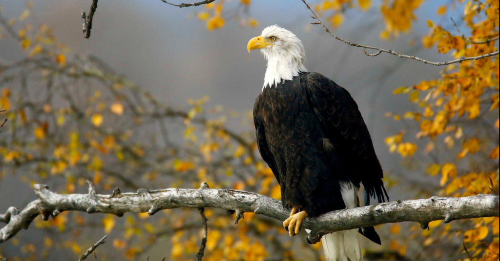 Lawmakers, Lobbyists and the Administration Join Forces to Overhaul the Endangered Species Act
