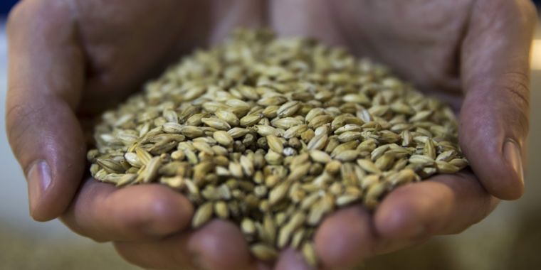 Beer lovers, beware: Warmer climate could lead to severe barley shortages