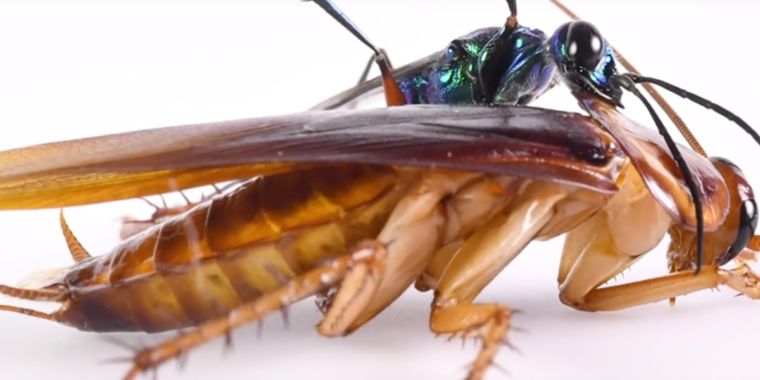 Cockroaches deliver karate kicks to avoid being turned into “zombies”