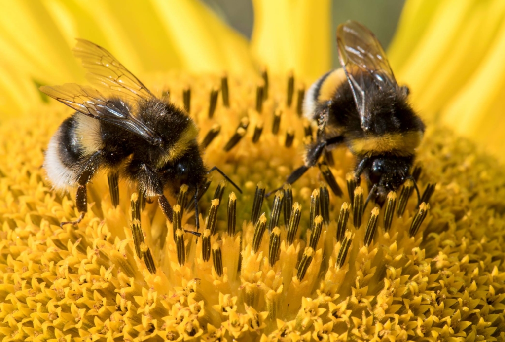 The Future of Drones Might Involve Bees