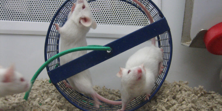 Researchers get gene drive to push mice beyond Mendel