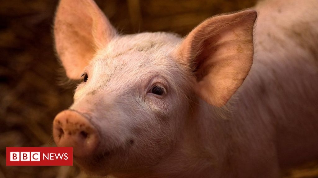 Pig brains partially revived after death