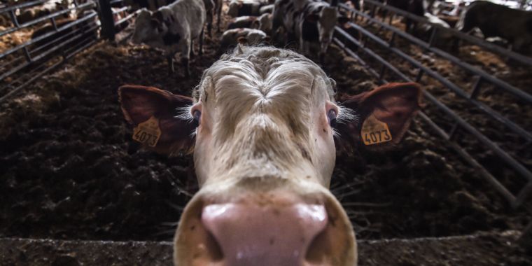Deadly superbug outbreak in humans linked to antibiotic spike in cows