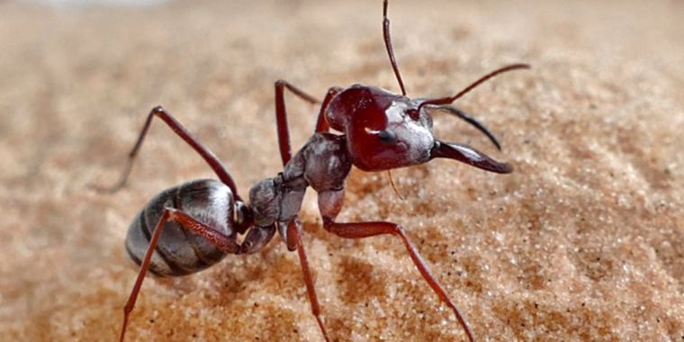 The world’s fastest ant clocks record speed of 108 times its own body length