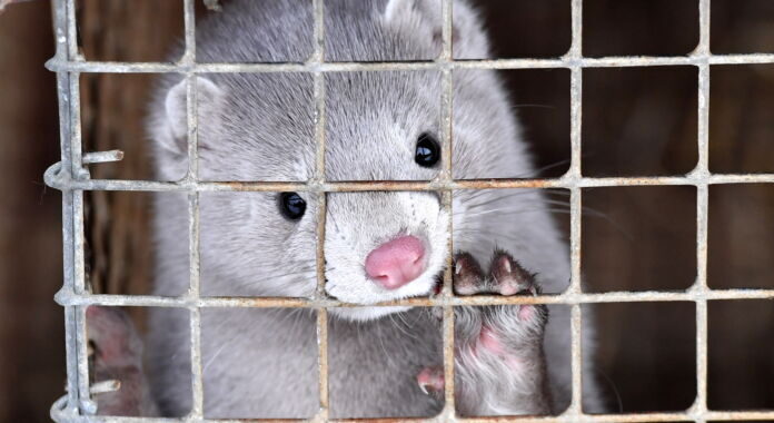 Coronavirus creeps into US mink farms, “unusually larger numbers” dead Coronavirus creeps into US mink farms, “unusually larger numbers” dead
