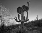 ‘This cactus looks as if it’s preaching’: Joseph Cyr’s best phone picture ‘this-cactus-looks-as-if-it’s-preaching’:-joseph-cyr’s-best-phone-picture