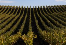 Napa Valley elites look to children to save their crumbling empires while plotting new attractions napa-valley-elites-look-to-children-to-save-their-crumbling-empires-while-plotting-new-attractions