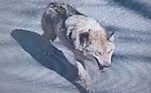 How did a wolf become a fugitive in South Korea? how-did-a-wolf-become-a-fugitive-in-south-korea?