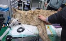 Neukgu: South Korea’s runaway wolf finally captured after nine-day search neukgu:-south-korea’s-runaway-wolf-finally-captured-after-nine-day-search