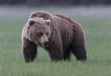 Brown bear attacks soldiers training in Alaska brown-bear-attacks-soldiers-training-in-alaska