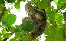 Sloth World: 31 sloths died before opening of Florida attraction sloth-world:-31-sloths-died-before-opening-of-florida-attraction