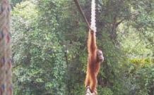 How one orangutan braved new bridge to unite his split community how-one-orangutan-braved-new-bridge-to-unite-his-split-community