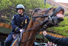 NYPD detective on horseback who reined in purse thief promoted after western flick-like scene nypd-detective-on-horseback-who-reined-in-purse-thief-promoted-after-western-flick-like-scene