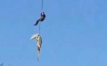 South African police officer lowered into crocodile-infested river to recover human remains south-african-police-officer-lowered-into-crocodile-infested-river-to-recover-human-remains