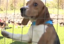1,500 beagles rescued from troubled Ridglan Farms after animal activists stormed Wisconsin research facility 1,500-beagles-rescued-from-troubled-ridglan-farms-after-animal-activists-stormed-wisconsin-research-facility
