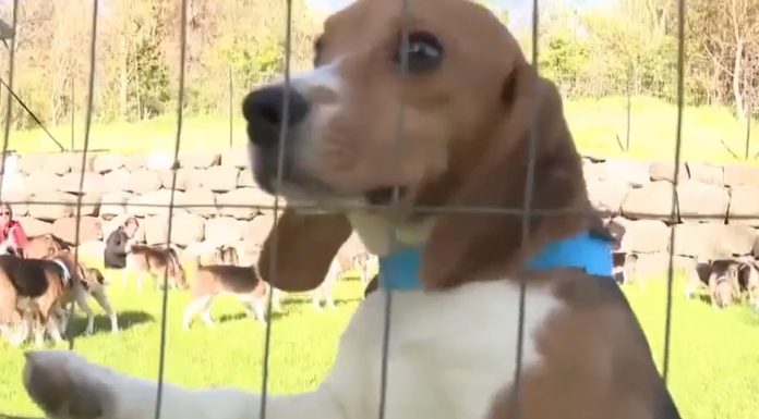 1,500 beagles rescued from troubled Ridglan Farms after animal activists stormed Wisconsin research facility 1,500-beagles-rescued-from-troubled-ridglan-farms-after-animal-activists-stormed-wisconsin-research-facility